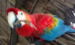 5 Интересни факти за папагалите на ара