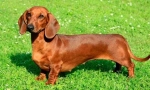 6 Знаци дека dachshunds се далеку од симпатична и безопасна симпатии