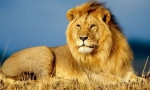 Африкански лев