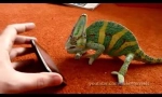 Iphone и chameleon