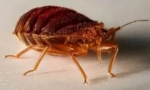 Алгоритам на дејствување по обработка од bedbugs