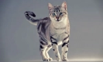 Американска shorthair cat (фото): флилин долг црн дроб