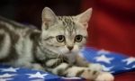 Американски shorthair cat