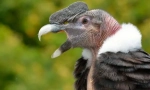 Andean condor