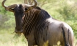 Wildebeest