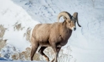 Баран снежните