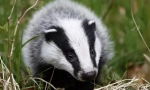 Badger