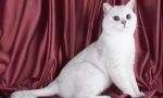 Бели британски мачки