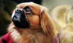 Луд рејтинг: најмногу глупави раси на кучиња