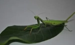 Mantis: опис, ставови и начин на живот
