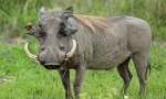 Warthog
