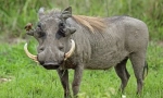 Warthog