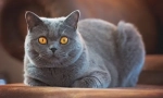 Британски shorthair cat