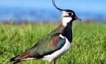 Lapwing