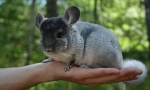 Така што chinchilla не боли