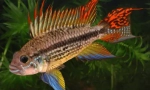 Cichlids - карактеристики, содржина, одгледување