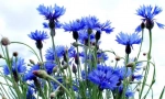 Цвет василеук