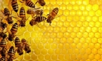 Кои се пчелите мед?