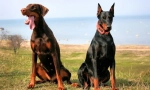 Doberman pinscher (фото): сите за карактеристиките на несебично посветен сопственик на раса