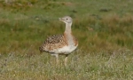 Bustard