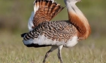Bustard