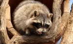 Raccoon опис и начин на живот