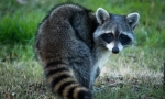 Raccoon stroskun (фото): љубопитни животни fidget