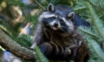 Raccoon polsky