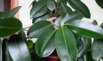 Ficus триење (еластична)