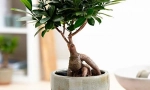 Ficus microchalp