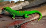 Gecko (фото): гуштер со фантастични способности