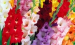 Gladiolus