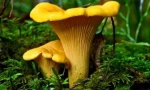 Печурки chanterelles од паразити