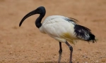 Ibis свети