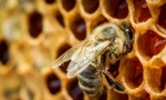 Интересно за пчелите