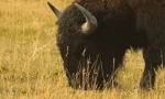 Интересни факти за бизони