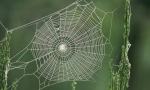 Што пајакот ја крие својата мрежа?