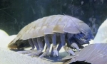 Isopod