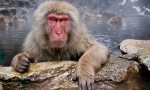 Јапонски макак