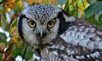 Hawn owl