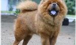 Chow chow јазик: зошто е сино?