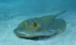 Електрични stingray