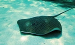 Електрични stingray