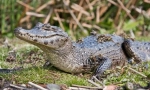 Caiman