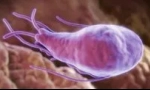 Како е тест на крвта на giardia?