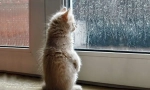 Како мачката го предвидува времето