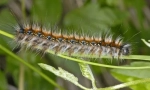 Како живеат caterpillar caterpants?