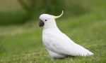 Cockatoo