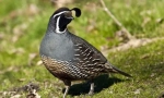 Калифорнија quail