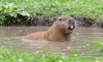 Capybara: глодар, чија наречена риба
